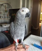 African Grey Parrot Birds for sale in helena, Montana. price: NA