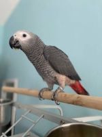 African Grey Parrot Birds for sale in Richmond, Virginia. price: $825
