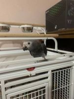African Grey Parrot Birds for sale in New York City, New York. price: $719