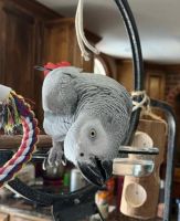 African Grey Parrot Birds for sale in Boston, Massachusetts. price: $729