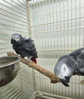 African Grey Parrot Birds for sale in Miami, Florida. price: $767
