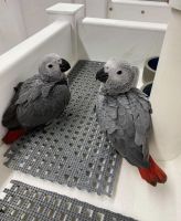 African Grey Parrot Birds for sale in Richmond, Michigan. price: $500