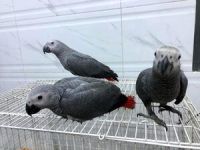 African Grey Parrot Birds for sale in Philadelphia, Pennsylvania. price: NA