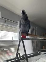 African Grey Parrot Birds for sale in San Carlos, California. price: $750
