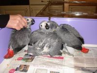 African Grey Parrot Birds for sale in Hanamaulu, Hawaii. price: $450