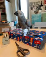 African Grey Parrot Birds for sale in Eugene, Oregon. price: $750