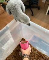 African Grey Parrot Birds for sale in Glasgow, UK. price: 750 GBP