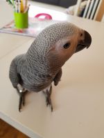 African Grey Parrot Birds for sale in Mecklenburg County, NC, USA. price: NA