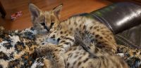 African Serval Cats for sale in Hartford, AL 36344, USA. price: $4,500