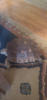 African Spurred Tortoise Reptiles for sale in Apache Junction, AZ, USA. price: NA