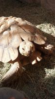 African Spurred Tortoise Reptiles for sale in 4684 Ave La Candela, Joshua Tree, CA 92252, USA. price: NA