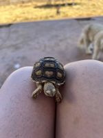 African Spurred Tortoise Reptiles for sale in Adelanto, CA, USA. price: NA