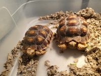 African Spurred Tortoise Reptiles for sale in Rancho Cucamonga, CA, USA. price: NA