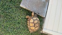 African Spurred Tortoise Reptiles for sale in Sugar Land, TX, USA. price: NA