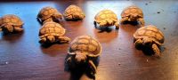 African Spurred Tortoise Reptiles for sale in Corona, CA, USA. price: NA