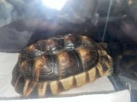 African Spurred Tortoise Reptiles for sale in San Diego, CA, USA. price: NA