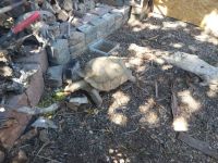 African Spurred Tortoise Reptiles for sale in Prescott Valley, AZ, USA. price: $400