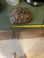 African Spurred Tortoise Reptiles Photos