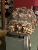 African Spurred Tortoise Reptiles Photos