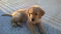 Africanis Puppies for sale in Tamil Nadu, India. price: NA