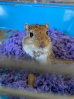 Agag Gerbil Rodents Photos