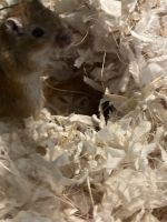 Agag Gerbil Rodents Photos