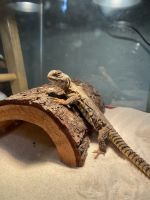 Agama Reptiles for sale in Ringle, WI 54471, USA. price: $200