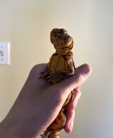 Agama Reptiles for sale in Nesconset, NY 11767, USA. price: $300