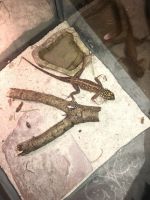 Agama Reptiles for sale in North Port, FL, USA. price: $45