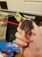 Agouti Rodents for sale in Canton, OH 44706, USA. price: NA
