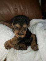 Airedale Terrier Puppies for sale in Newton, IA 50208, USA. price: NA