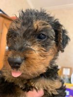 Airedale Terrier Puppies for sale in Pulaski, TN 38478, USA. price: NA