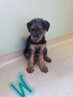 Airedale Terrier Puppies Photos
