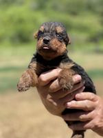Airedale Terrier Puppies for sale in Valliant, OK 74764, USA. price: NA