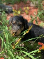 Airedale Terrier Puppies for sale in Fort Smith, AR, USA. price: NA
