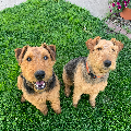 Airedale Terrier Puppies for sale in Decorah, IA 52101, USA. price: NA