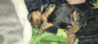 Airedale Terrier Puppies for sale in Onaway, MI 49765, USA. price: NA