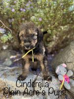 Airedale Terrier Puppies for sale in Ridgecrest, CA 93555, USA. price: NA
