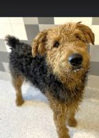 Airedale Terrier Puppies for sale in Fort Worth, TX, USA. price: NA