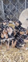 Airedale Terrier Puppies for sale in Sharpsburg, KY 40374, USA. price: NA