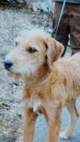 Airedale Terrier Puppies for sale in Unionville, MO 63565, USA. price: NA