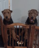 Airedale Terrier Puppies for sale in Montgomery County, MD, USA. price: NA