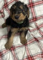 Airedale Terrier Puppies for sale in Buckhannon, WV 26201, USA. price: NA