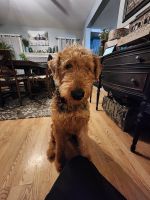 Airedale Terrier Puppies for sale in Akron, OH 44312, USA. price: NA
