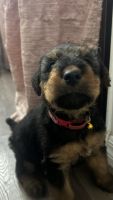 Airedale Terrier Puppies for sale in Pacoima, Los Angeles, CA, USA. price: NA