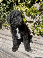 Airedale Terrier Puppies for sale in El Cajon, CA 92021, USA. price: NA
