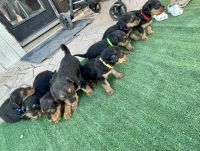 Airedale Terrier Puppies for sale in Friona, TX 79035, USA. price: NA