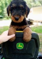 Airedale Terrier Puppies for sale in Louisburg, NC 27549, USA. price: NA
