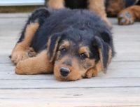 Airedale Terrier Puppies for sale in Buckhannon, WV 26201, USA. price: NA