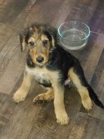 Airedale Terrier Puppies for sale in 1629 Oak St, Grand Prairie, TX 75050, USA. price: $500